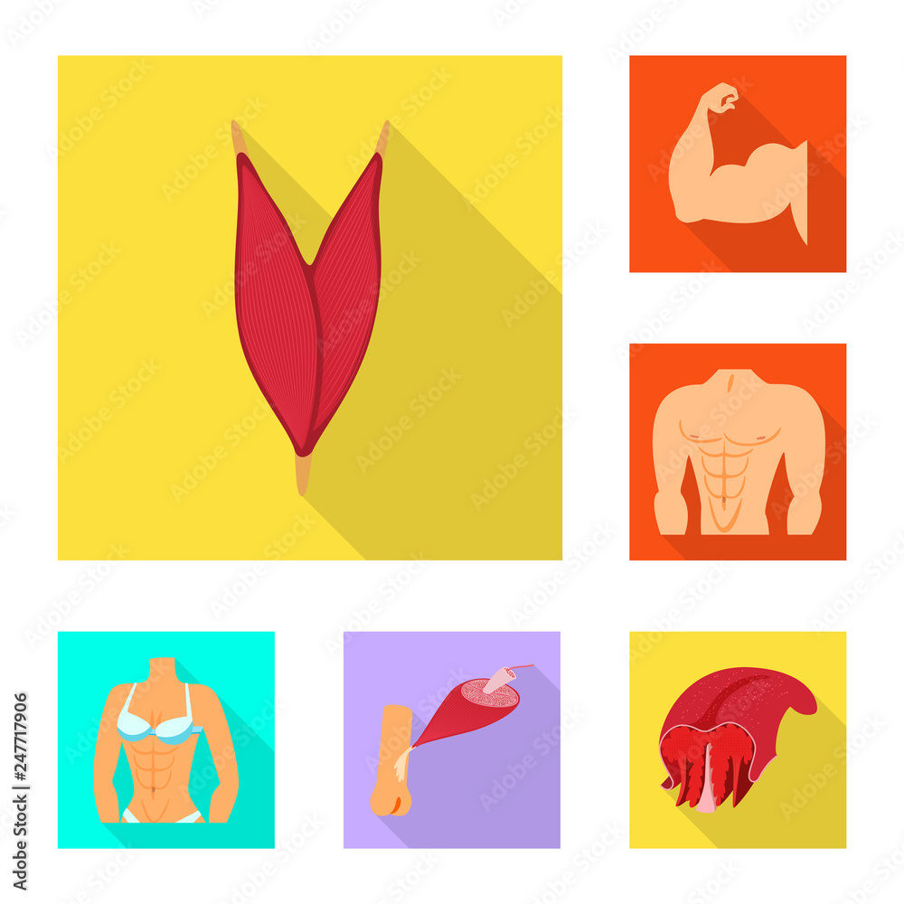 Vector design of muscle and cells sign. Set of muscle and anatomy stock vector illustration.