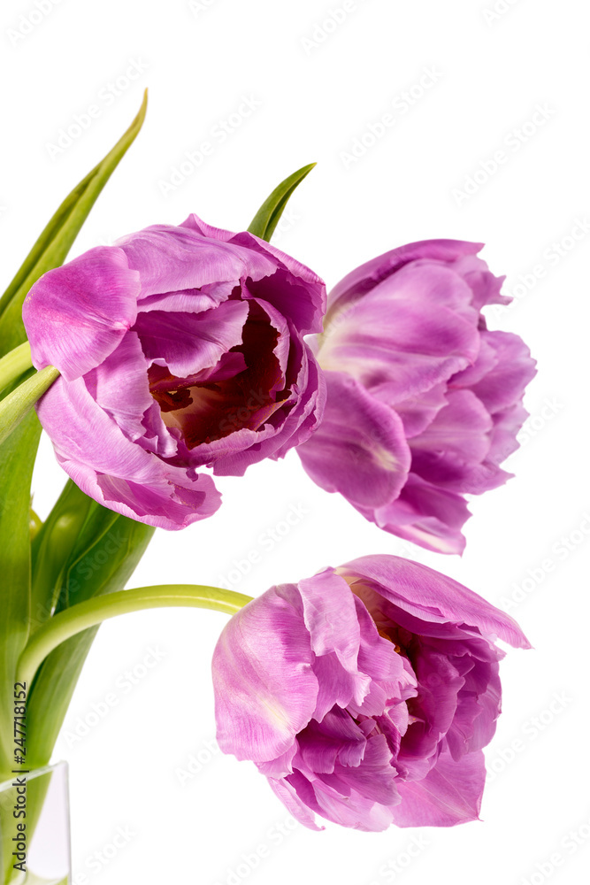 Bouqet of spring flowers pink tulips isolated on black background, close up