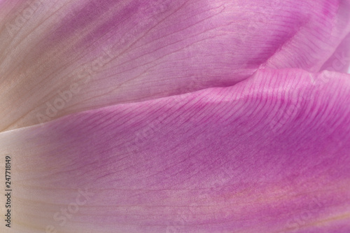 Background of delicate petal of lilac tulip, close up.