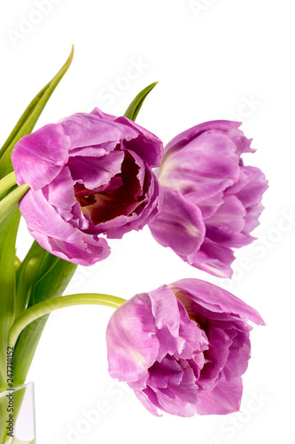 Obraz na płótnie Bouqet of spring flowers pink tulips isolated on black background, close up w salonie
