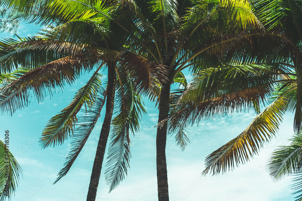 Fototapeta premium Tropical palm coconut trees on sunset sky nature background.