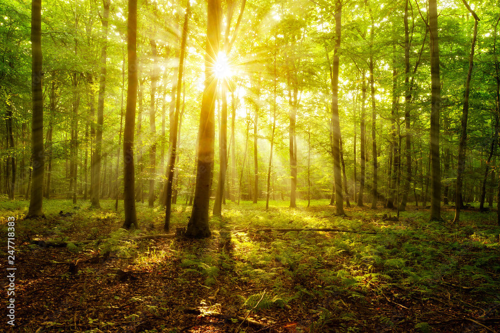 Natural Forest of Beech Trees illuminated by Sunbeams through Fog