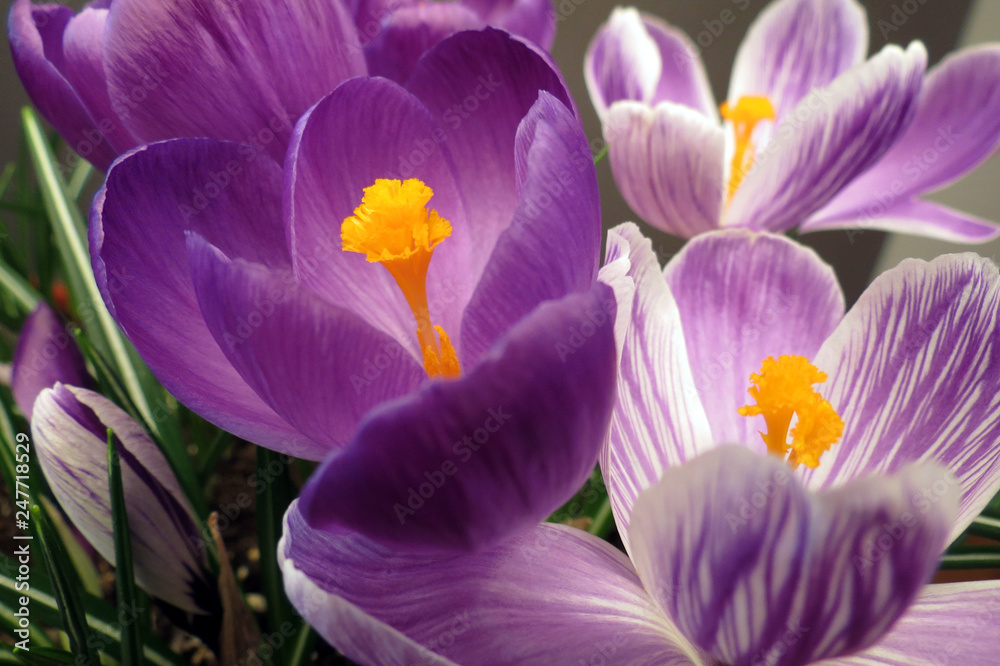 Fototapeta premium Crocus