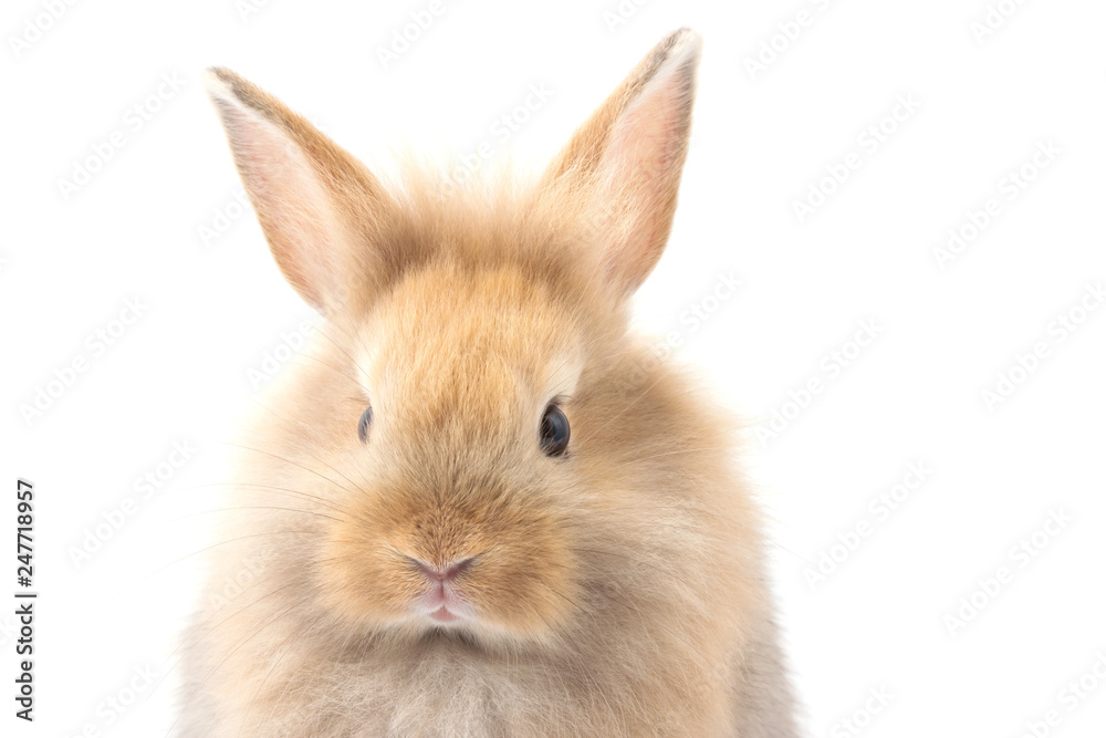 Brown adorable baby rabbit on white background. Brown adorable baby rabbit on white background.