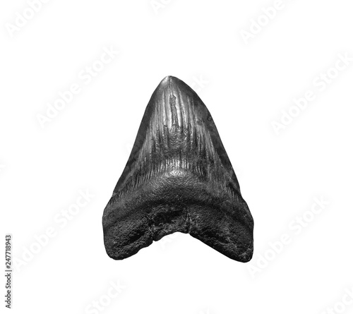 фотографія The tooth of ancient shark Megalodon on white, isolated