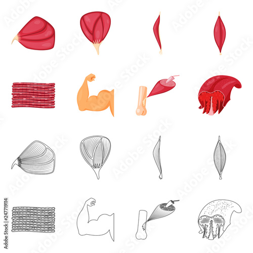 Isolated object of fiber and muscular sign. Collection of fiber and body  stock symbol for web.