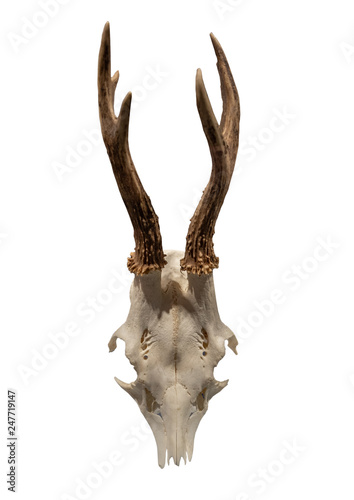 Antlers on the white background, isolated
