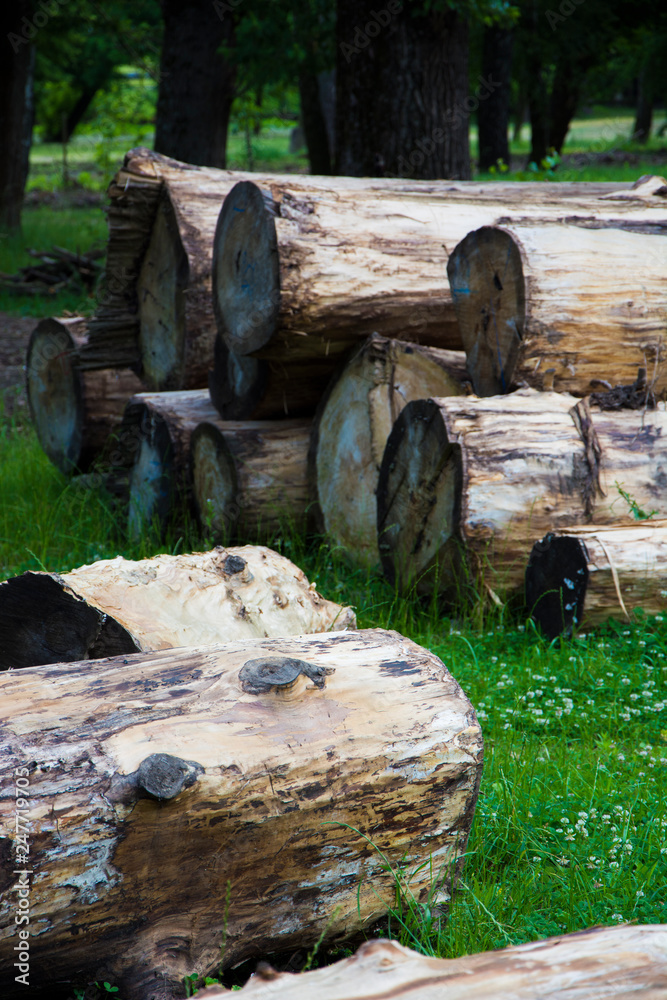 Ścięte drzewa bez kory