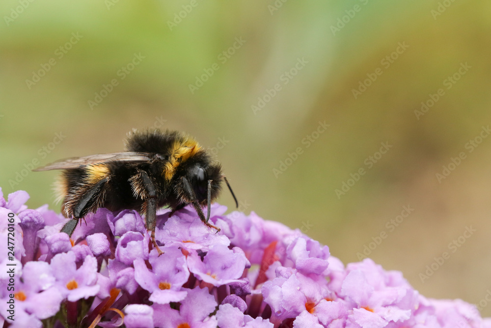A Bumblebee (Bombus) perched on a Buddleia flower, commonly known as the butterfly bush. A Bumblebee (Bombus) perched on a Buddleia flower, commonly known as the butterfly bush.