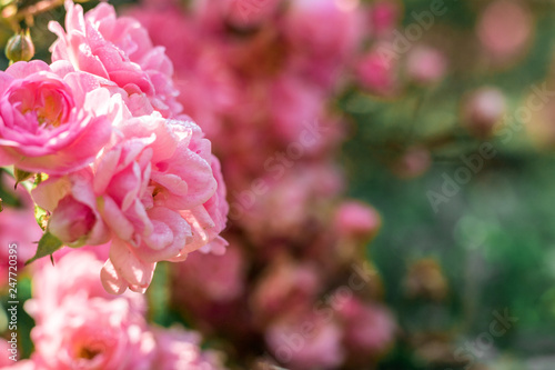 pink rose in the garden