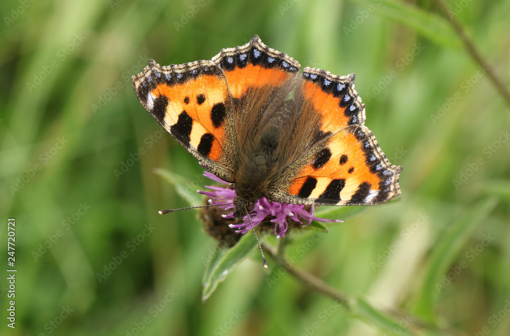 Obraz premium A pretty Small Tortoiseshell butterfly (Aglais urticae) nectaring on a wildflower.