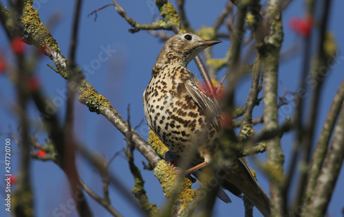 A beautiful Mistle Thrush (Turdus viscivorus) perched on a branch in a tree.