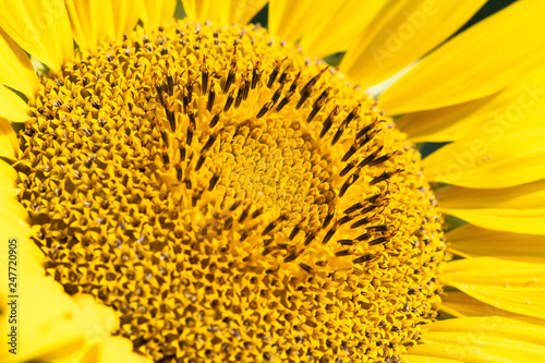 detail shot from a big yellow sunflower photo