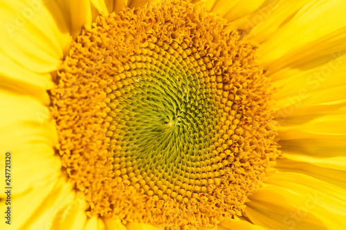 detail shot from a big yellow sunflower