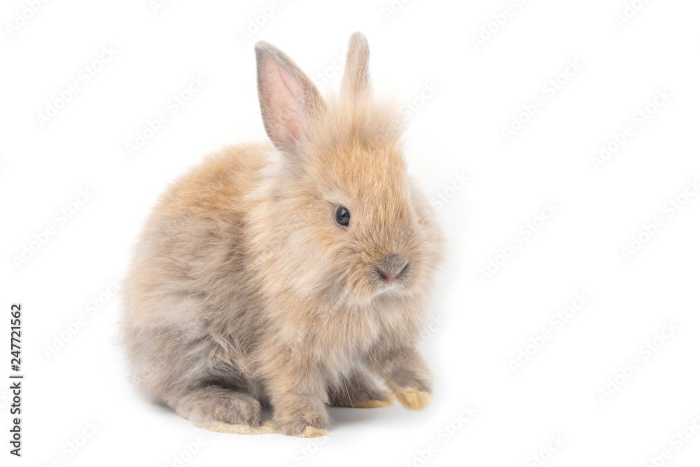 Brown adorable baby rabbit on white background.