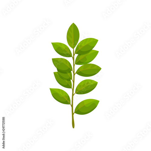Branch with bright green leaves. Small sprig of tree with fresh foliage. Nature and flora theme. Flat vector icon
