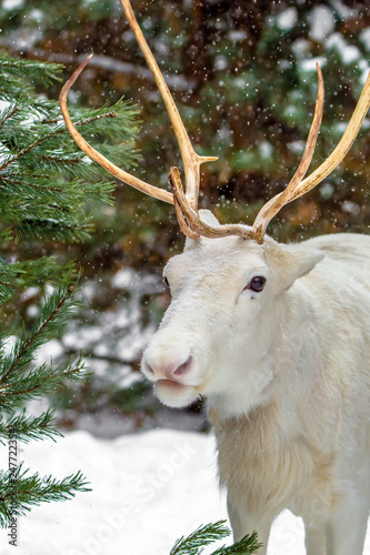 Cute white deer in a pine forest on the background of evergreen trees and snow. Winter in Russia.