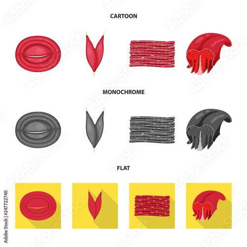 Isolated object of fiber and muscular logo. Collection of fiber and body  stock vector illustration.