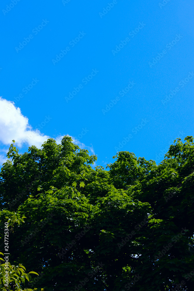 Nature Background.Nature photo of tree.Green Background Of Leaves Over Blue Sky Background, Close-Up.