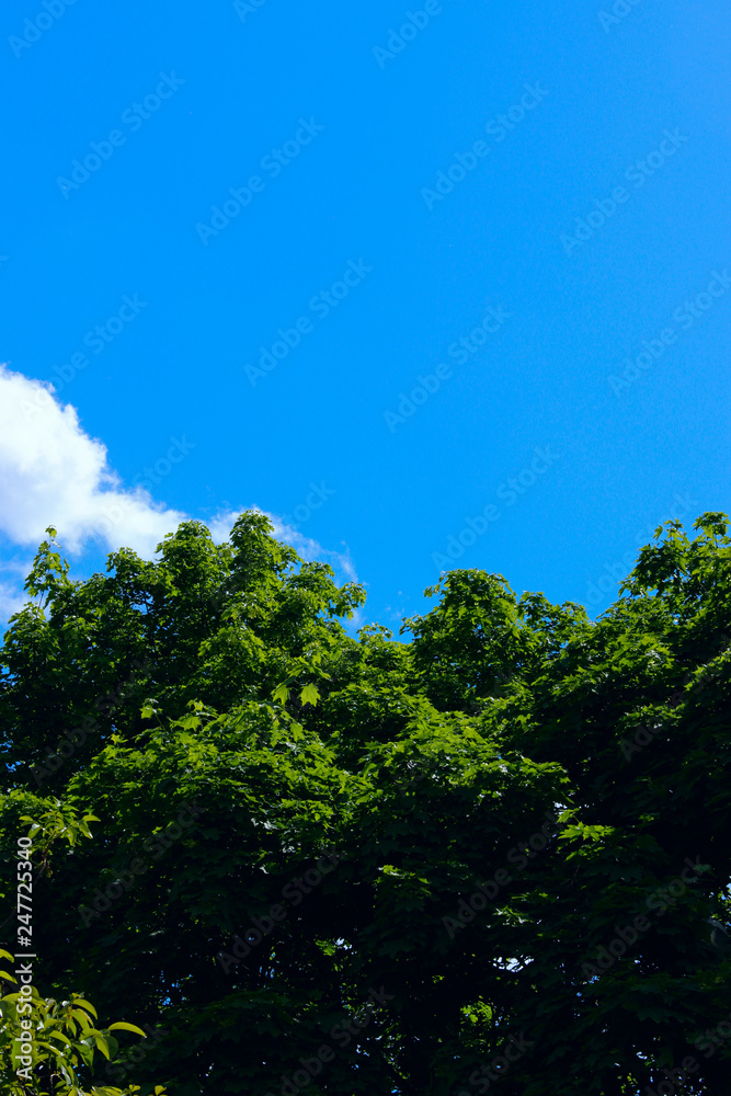 Obraz premium Nature Background.Nature photo of tree.Green Background Of Leaves Over Blue Sky Background, Close-Up.