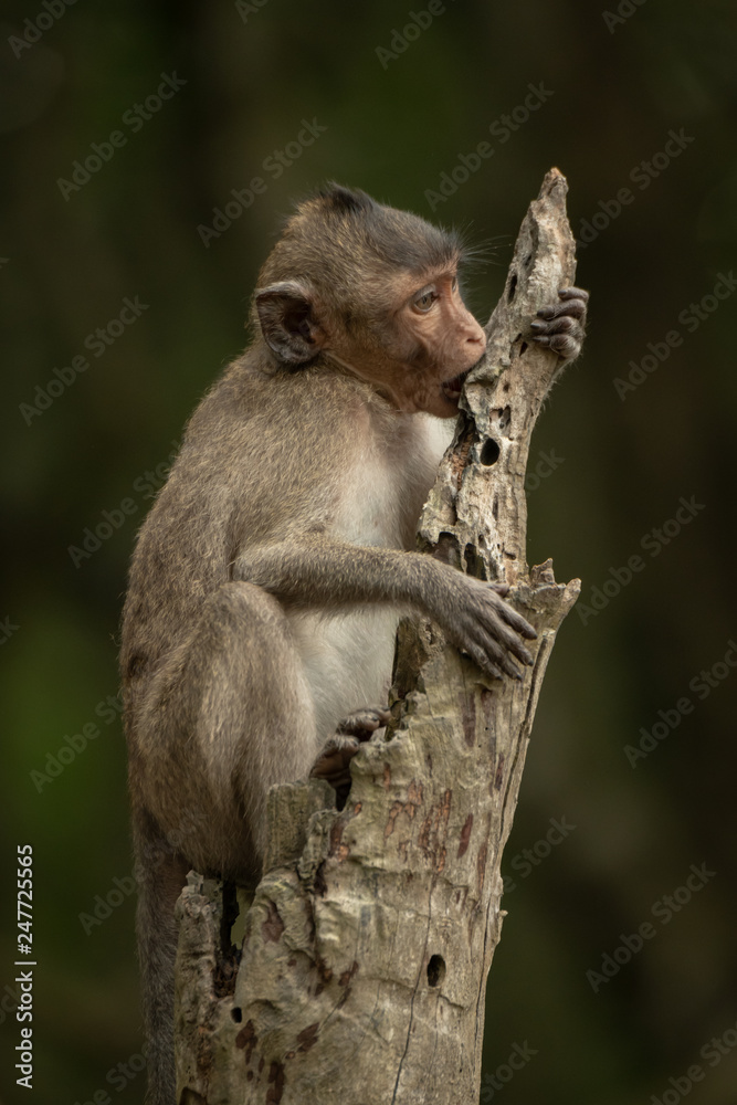 Fototapeta premium Baby long-tailed macaque sits chewing tree stump
