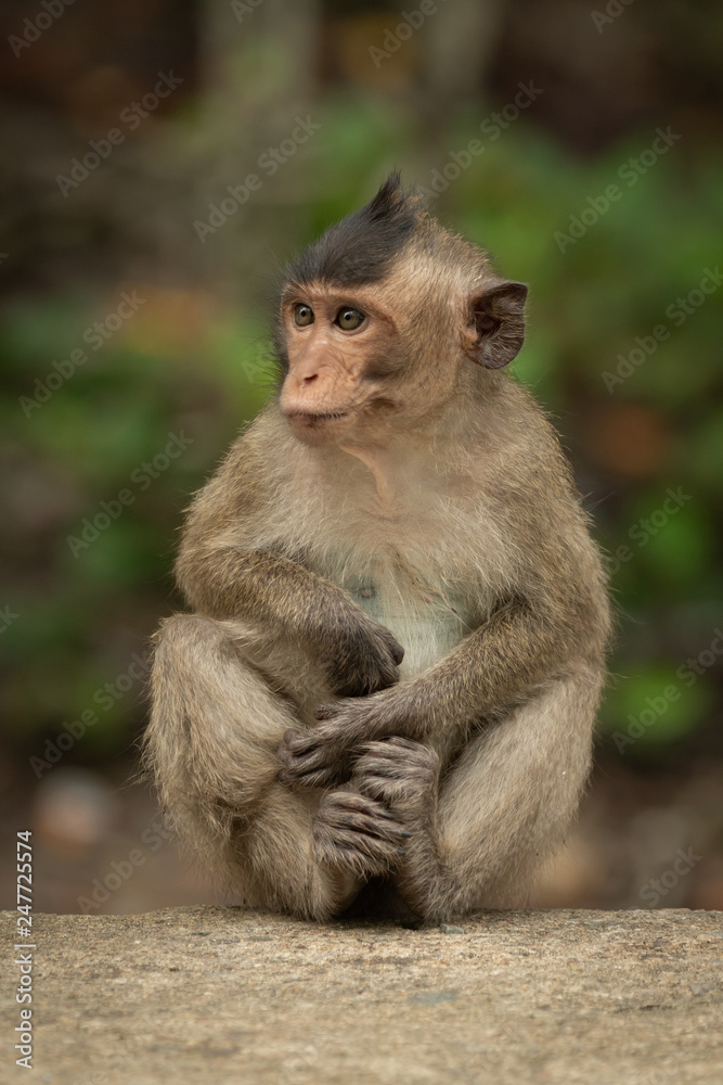 Baby long-tailed macaque sits cross-legged on wall