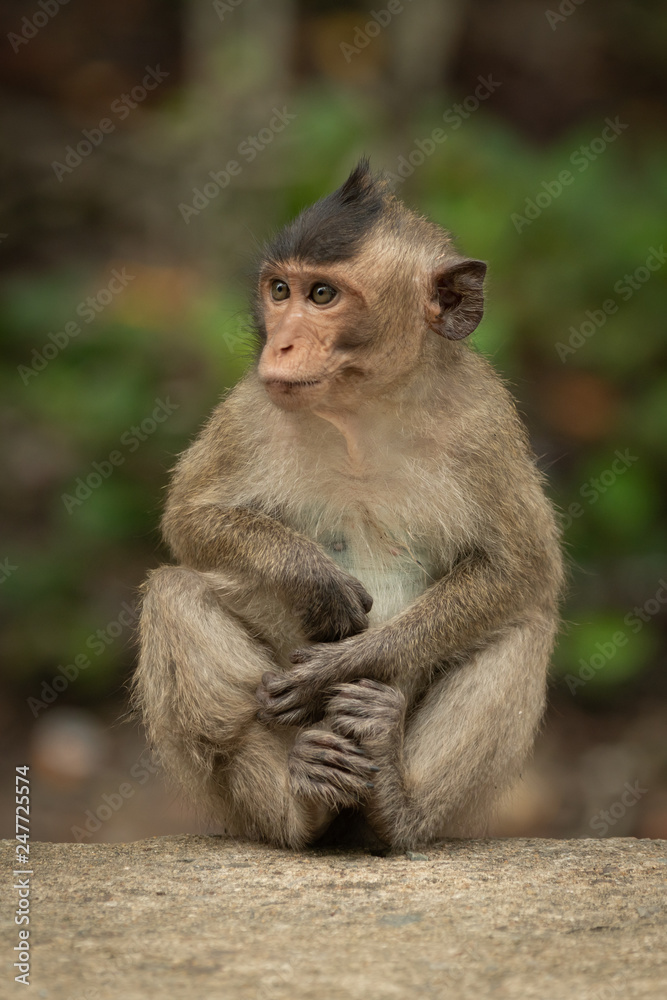 Baby long-tailed macaque sits cross-legged on wall Baby long-tailed macaque sits cross-legged on wall