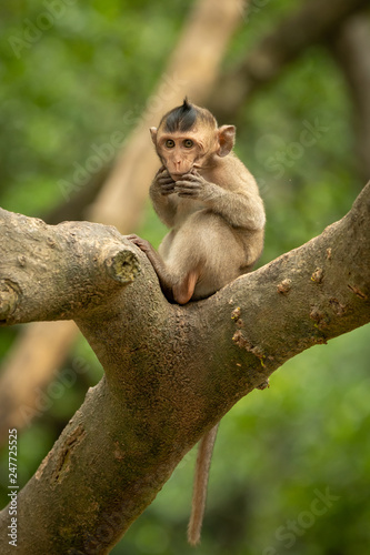 Baby long-tailed macaque puts hands to mouth © Nick Dale