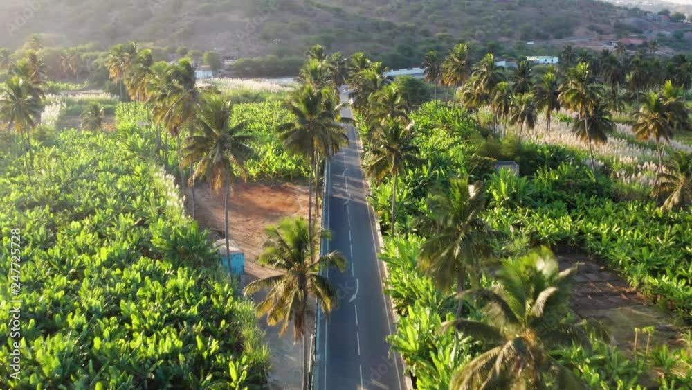 4K UHD aerial view of coconut and sugar canne plantation near Achada Fazenda in Santiago Island  in Cape Verde - Cabo Verde