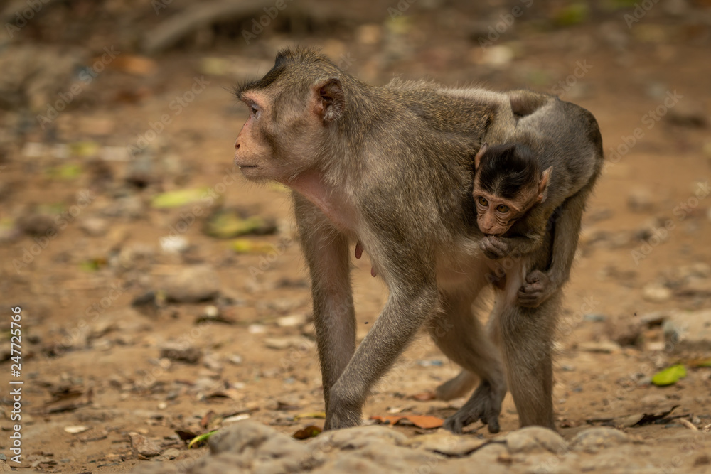 Long-tailed macaque carrying baby over leafy rocks
