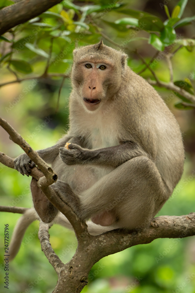 Long-tailed macaque eats in tree facing camera Long-tailed macaque eats in tree facing camera