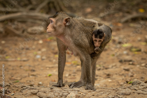 Long-tailed macaque carries baby on sandy rocks