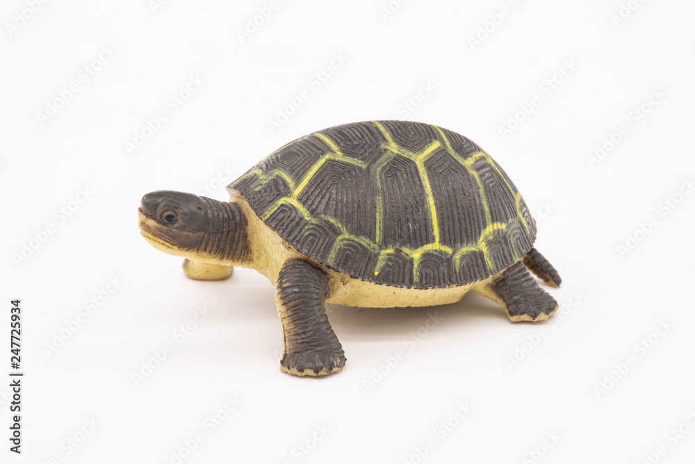 Fototapeta premium turtle isolated on white background