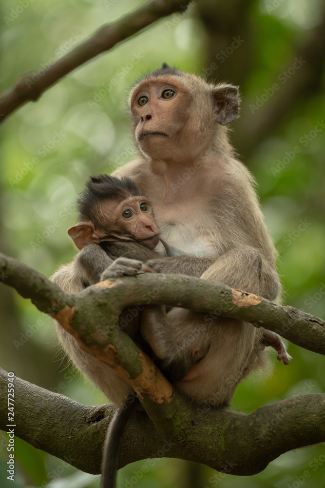 Long-tailed macaque nurses baby sitting in branches Long-tailed macaque nurses baby sitting in branches