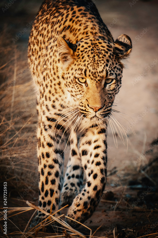 Portrait eine Leoparden bei Sonnenuntergang in einem großen Freigehege auf einer Farm in Namibia Portrait eine Leoparden bei Sonnenuntergang in einem großen Freigehege auf einer Farm in Namibia