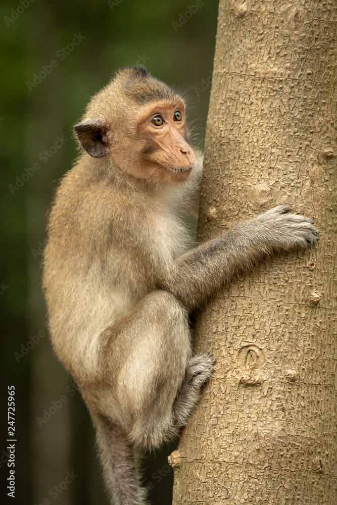 Obraz premium Long-tailed macaque on tree trunk looking right