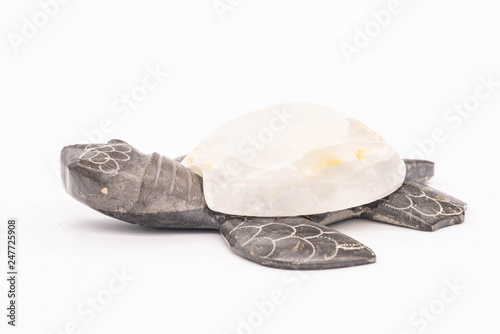 turtle isolated on white background