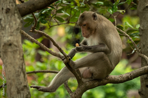 Long-tailed macaque on branch looks at biscuit
