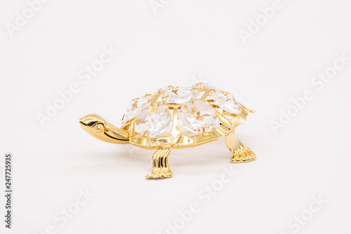 turtle isolated on white background