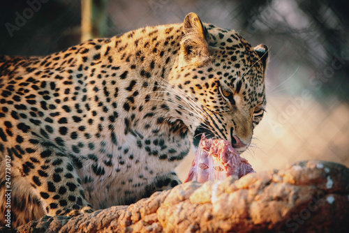 Portrait eines fressenden Leoparden in einem gro  en Freigehege auf einer Farm in Namibia