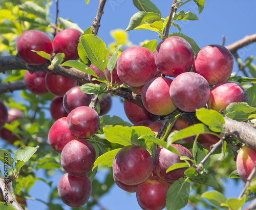Ripe plums on a branch against the sky