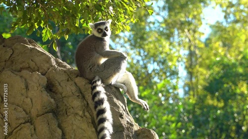 Lemur of Madagascar sitting on a stone and resting.