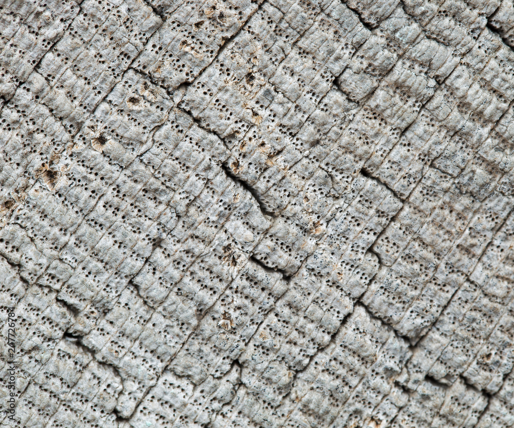 Fototapeta premium Very Old Wood Background, closeup. wood texture . old and very aged wood texture close up. backgrounds, texture is very old wood in the process of prolonged natural decomposition and weathering.