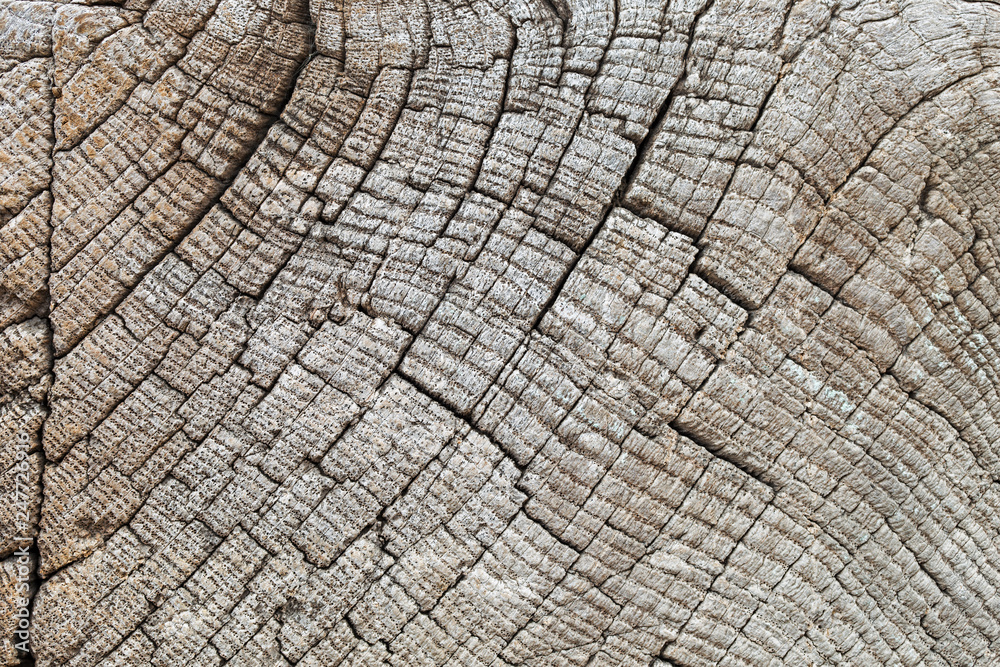 Fototapeta premium Bardzo stary drewniany tło, zbliżenie. tekstura drewna . stare i bardzo wieku tekstury drewna z bliska. tła, tekstura to bardzo stare drewno w procesie długotrwałego naturalnego rozkładu i wietrzenia.