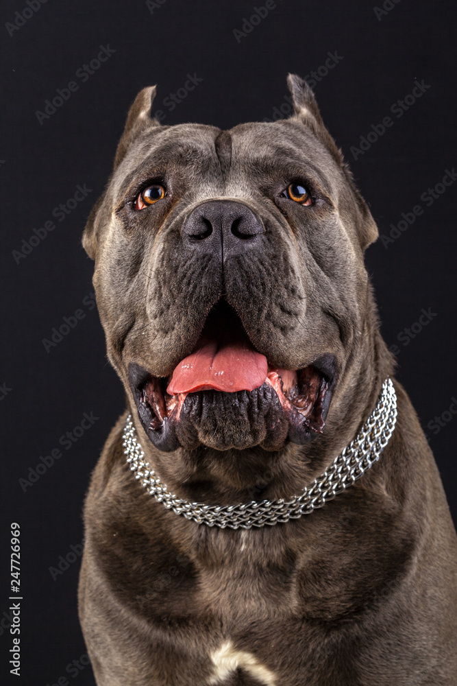 cane corso portrait in studio with black background