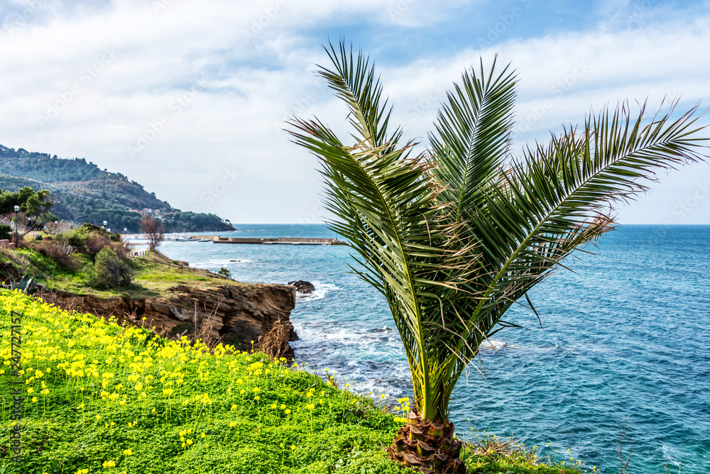 Palm Tree and Yellow Flowers on the Blue Mediterranean Sea in Southern Italy