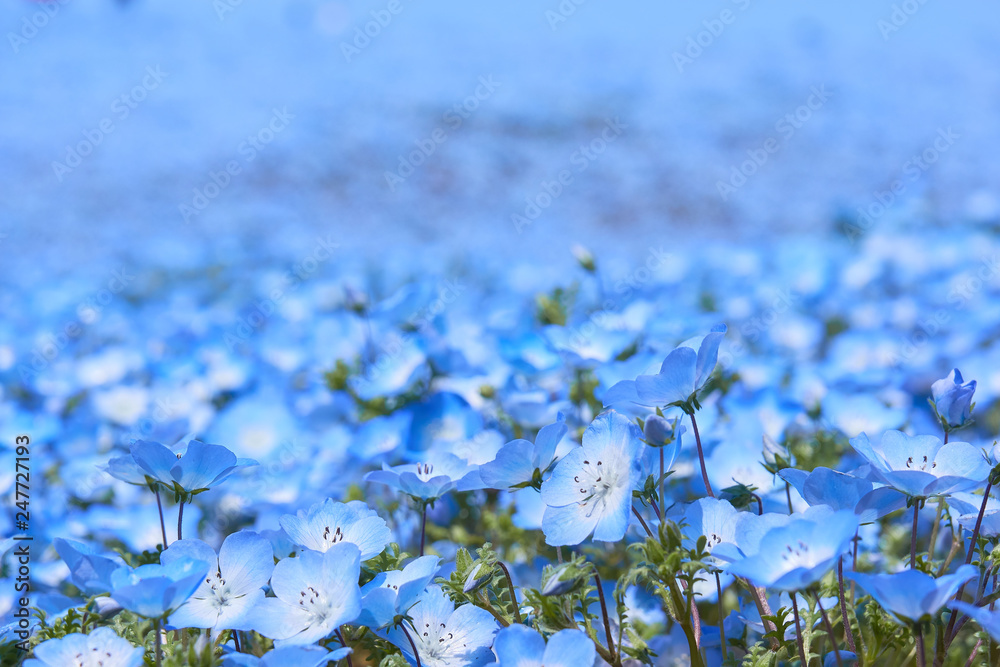 瑠璃唐草 花畑 満開 壁紙 Stock Photo Adobe Stock