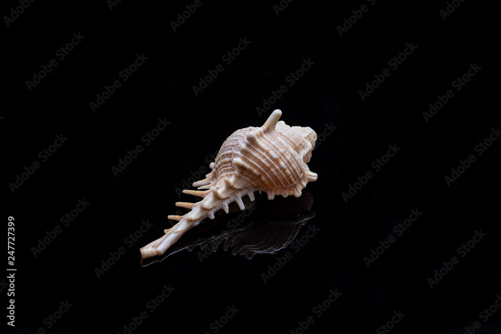 Seashell on black background Seashell on black background
