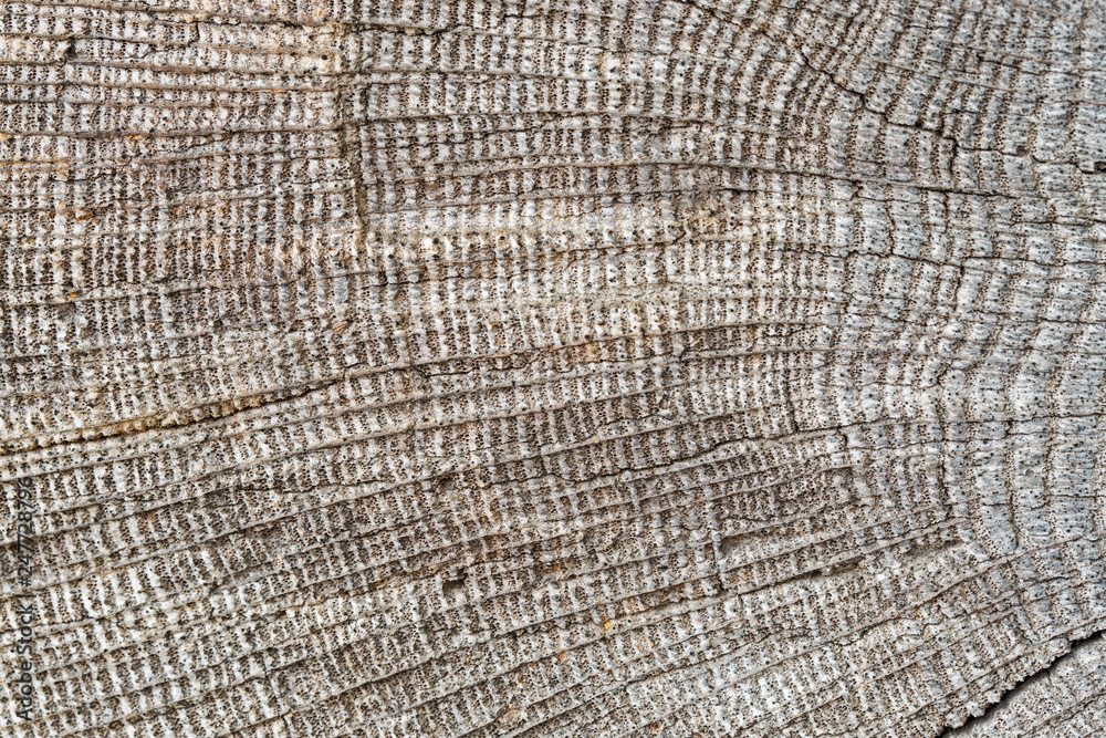 Fototapeta premium Very Old Wood Background, closeup. wood texture . old and very aged wood texture close up. backgrounds, texture is very old wood in the process of prolonged natural decomposition and weathering.