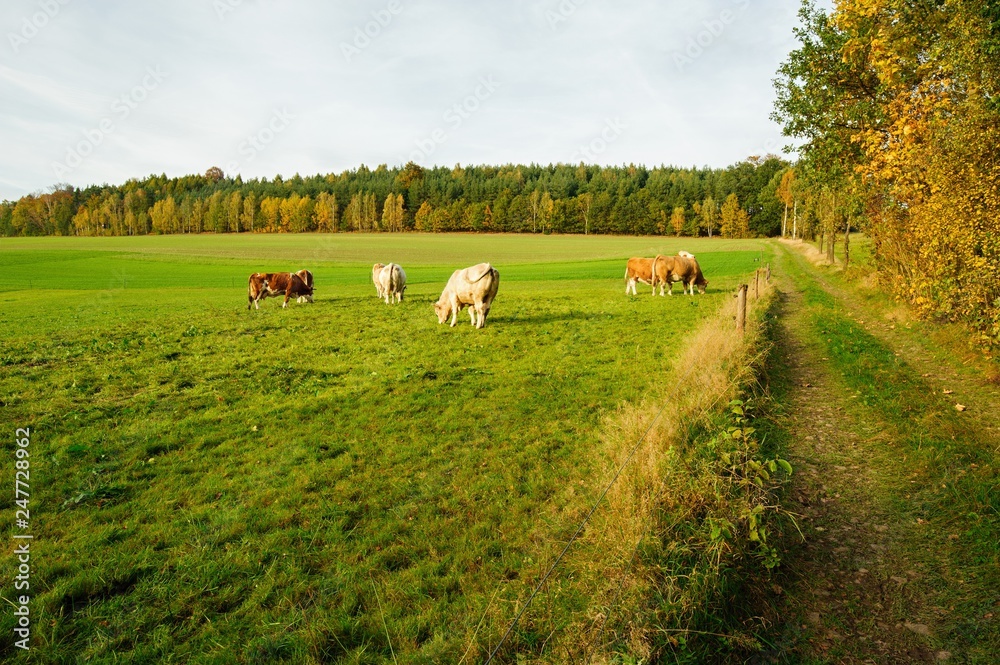 Obraz premium Autumn colorful landscape